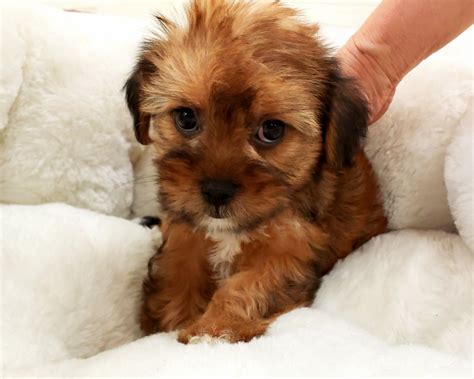 This California-based breeder specializes in breeding Cockapoo and Aussiedoodle <b>puppies</b>. . Puppies for sale in orange county